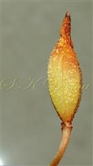  Capsule